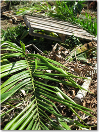 untreated/unpainted wooden pallet & palm fronds and other greenwaste